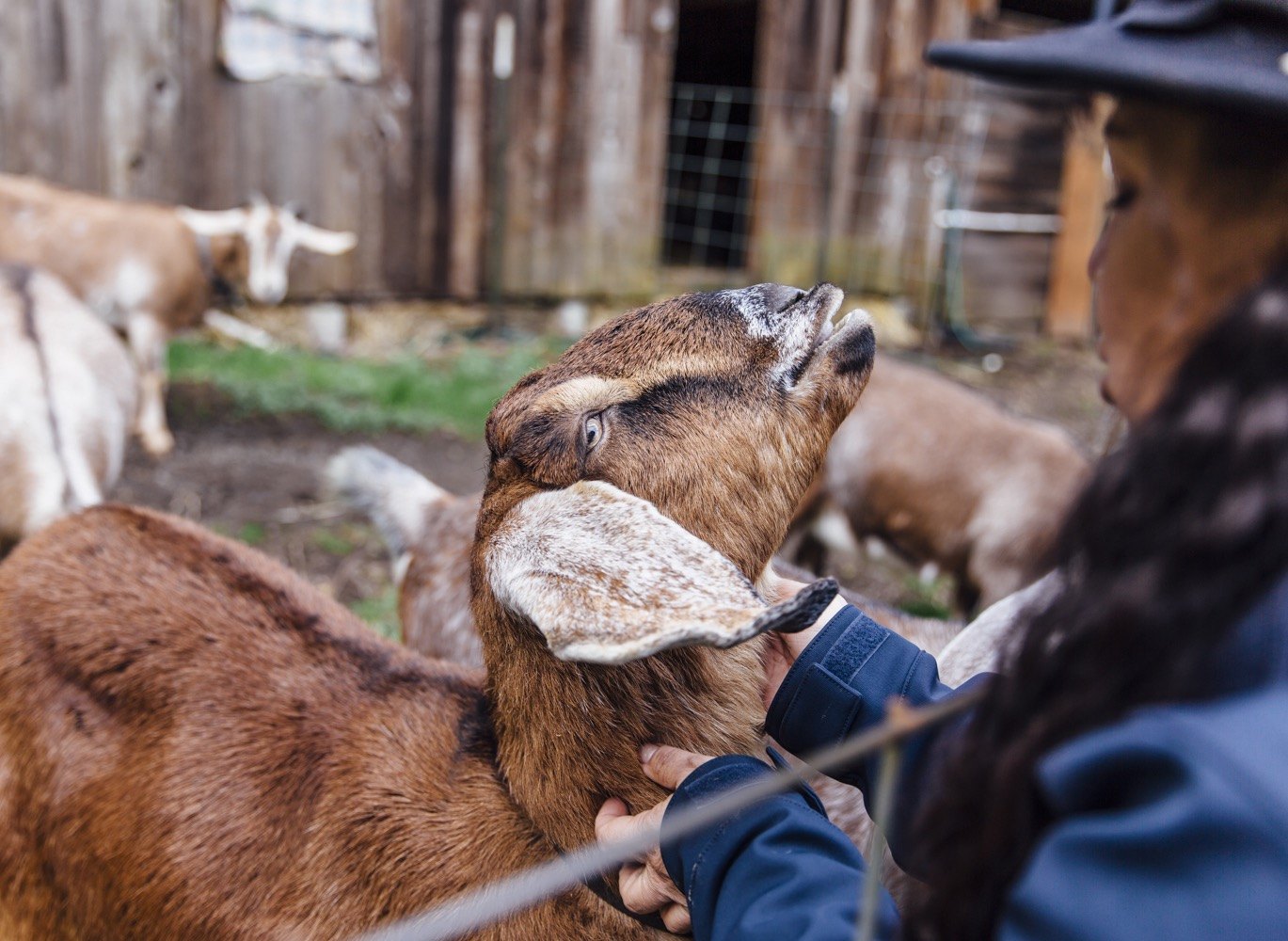 a brown farm goat