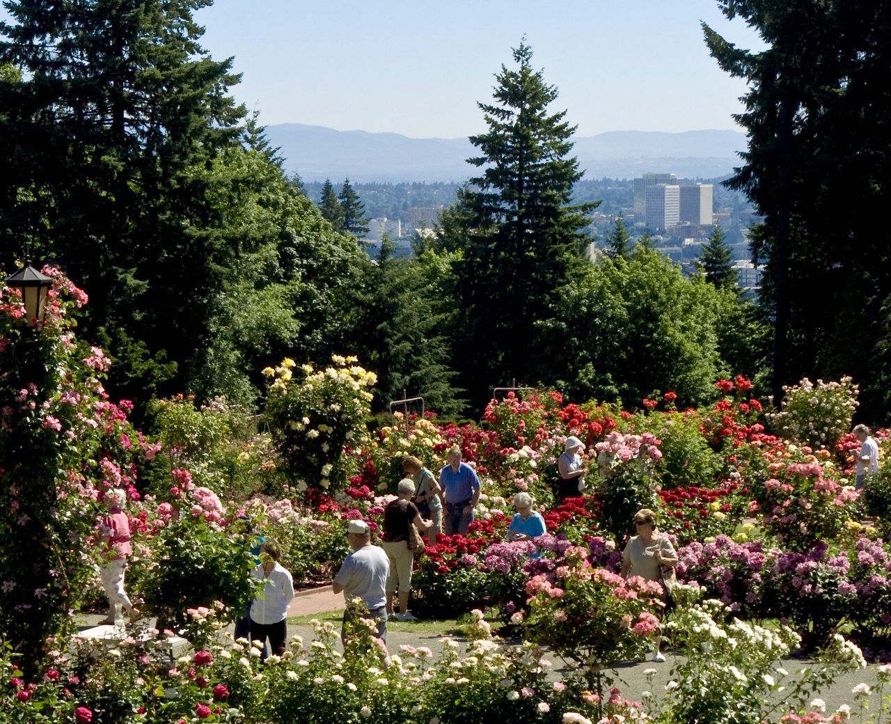 Portland International Rose Test Garden