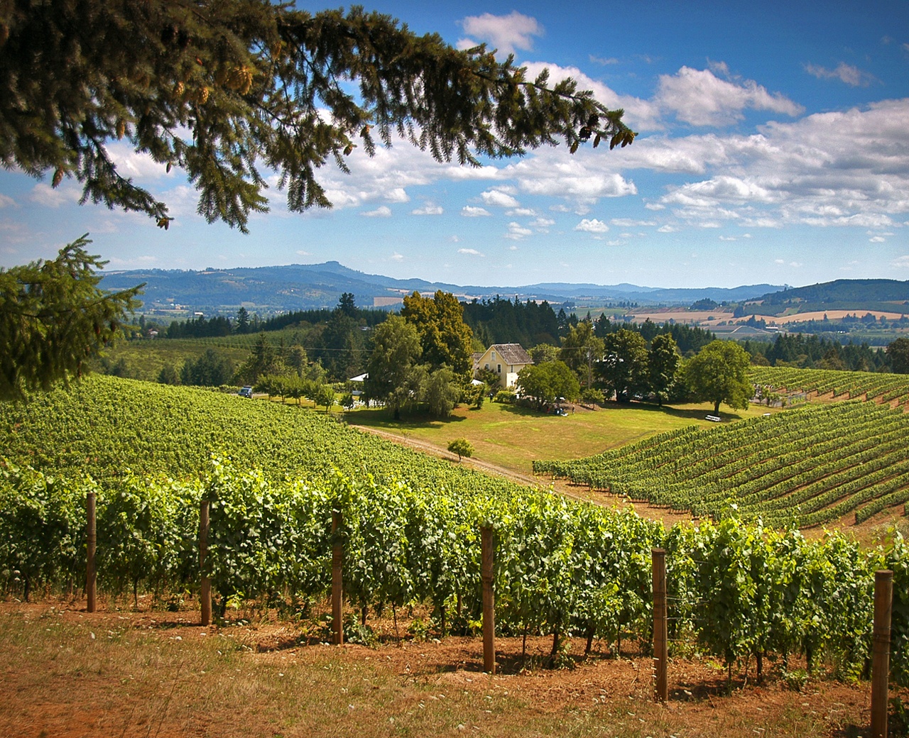North Willamette Valley Winery Tour | The Official Guide to Portland