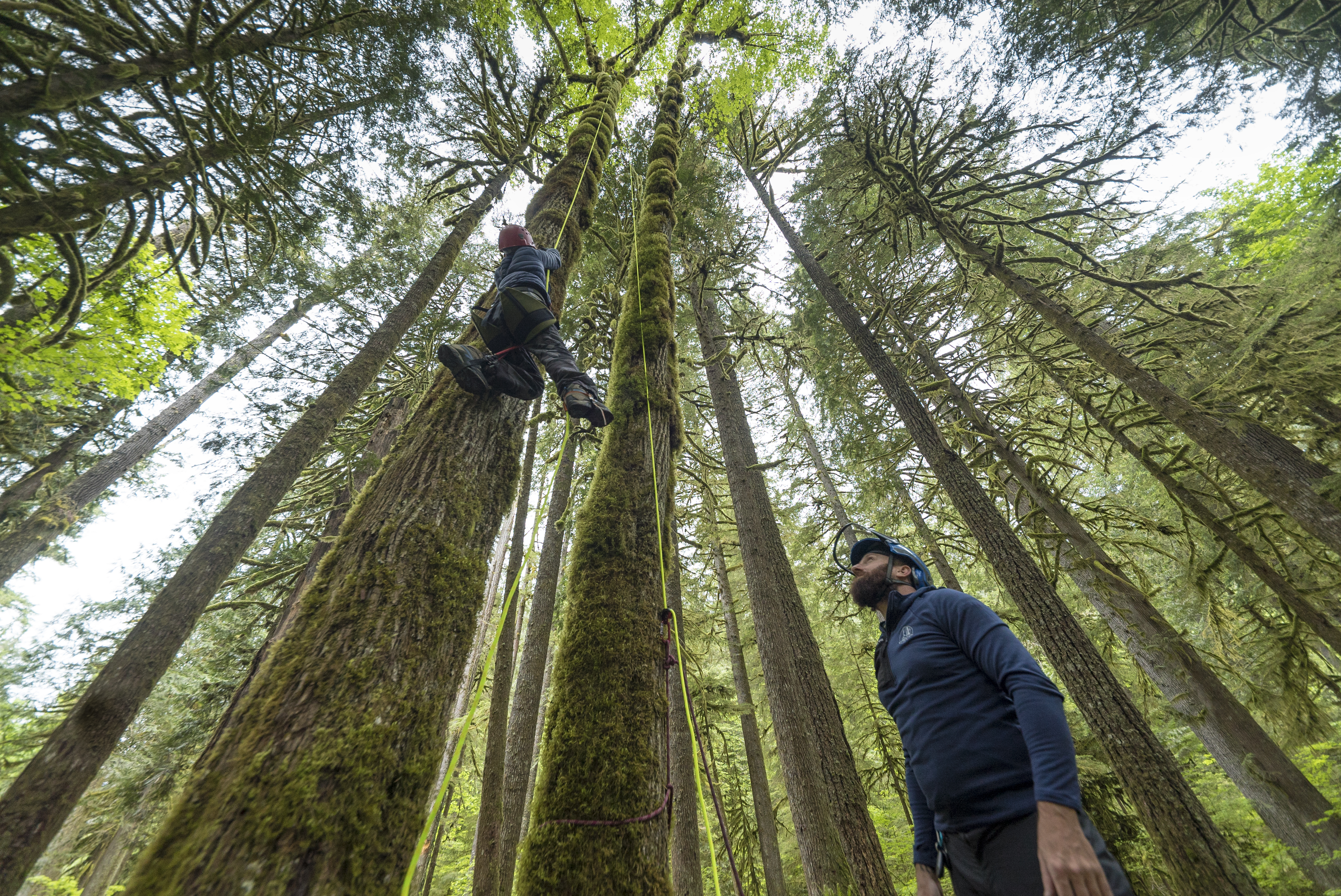 A climber descends from a tree while another person watches.