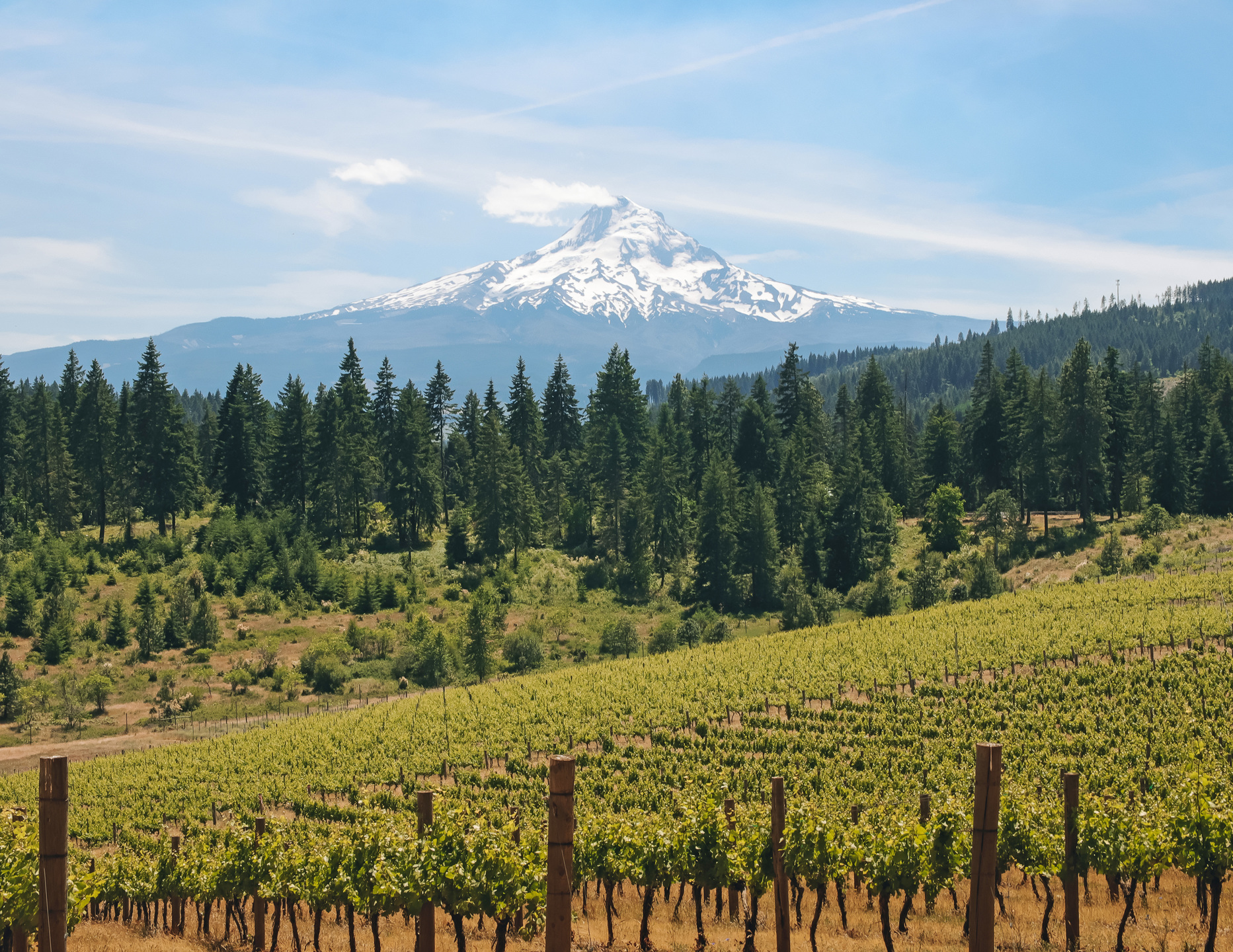 Rolling hills planted with vineyards with forest in the midground and a snow-capped mountain in the background