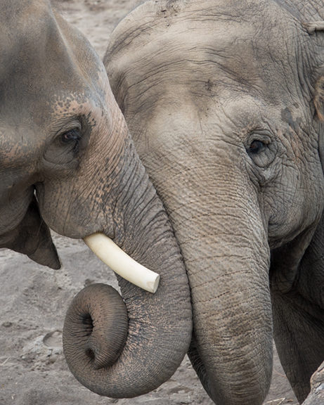 two elephants touching trunks