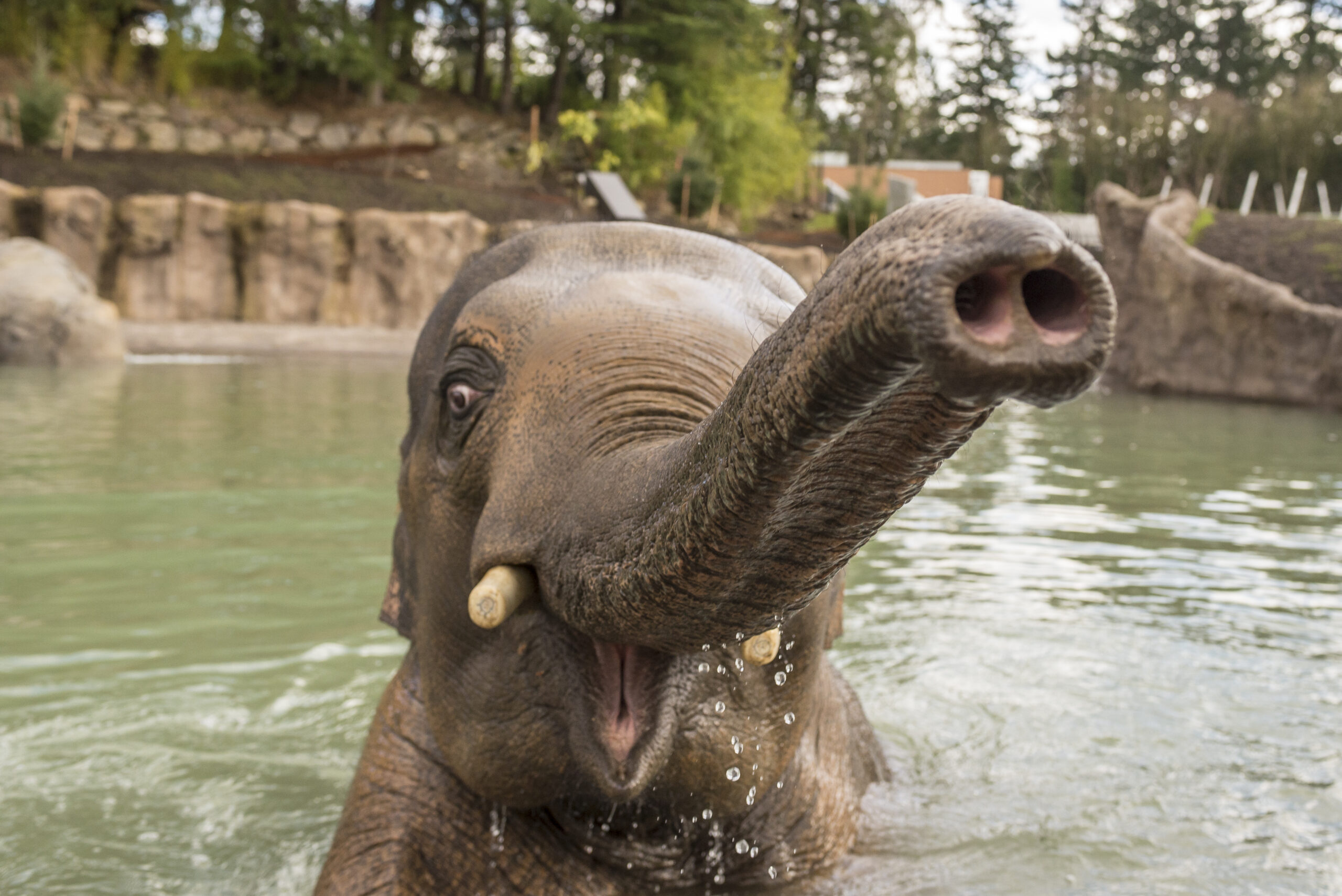 Oregon Zoo Activities