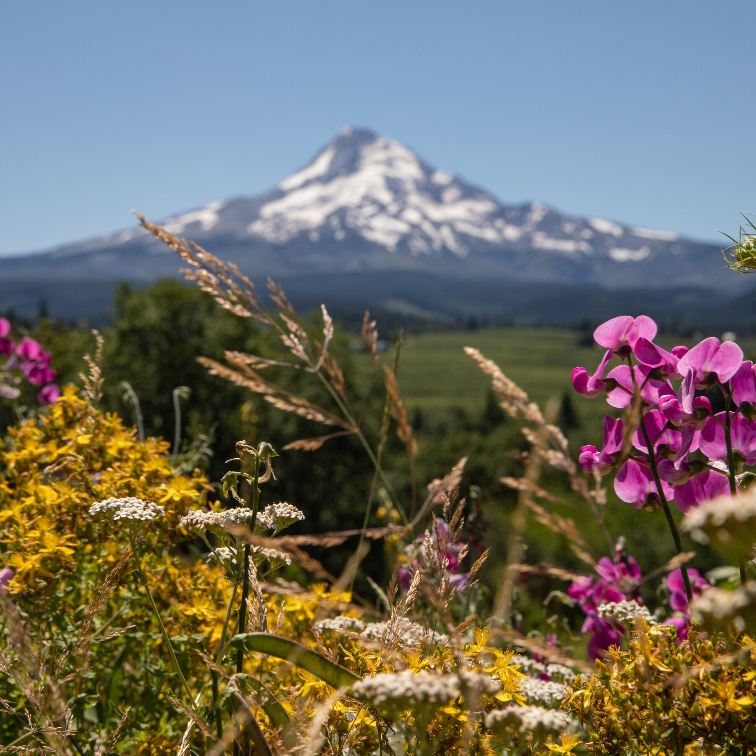 Close-up of wildflowers with Mt. Hood in the background