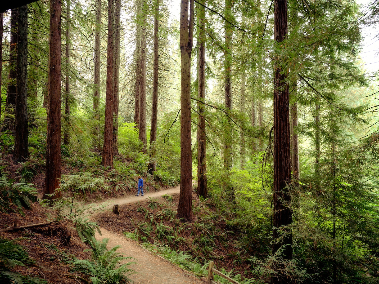 a person follows a trail through towering evergreens