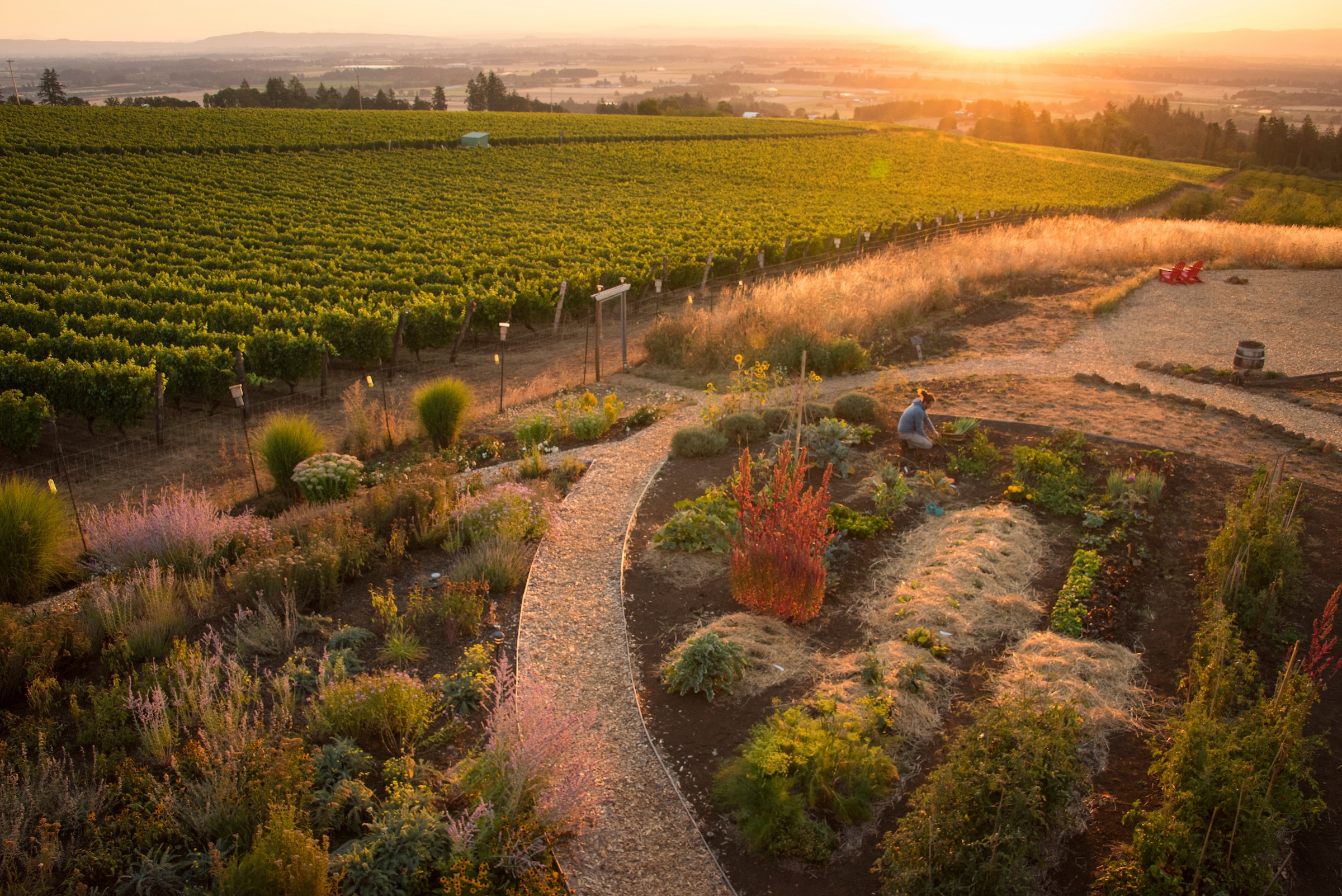 Brooks Winery garden and vineyard landscape