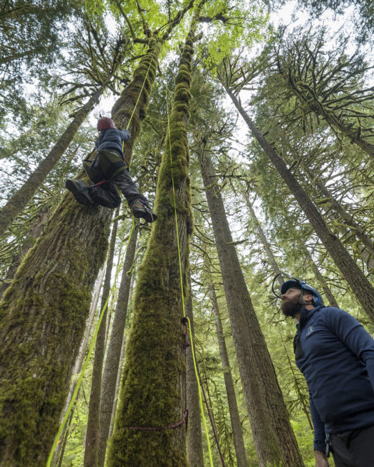 Expedition Old Growth leads tree-climbing tours in Mt. Hood National Forest.