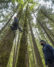 Expedition Old Growth leads tree-climbing tours in Mt. Hood National Forest.