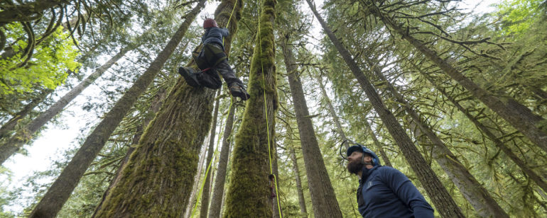 Expedition Old Growth leads tree-climbing tours in Mt. Hood National Forest.
