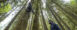 Expedition Old Growth leads tree-climbing tours in Mt. Hood National Forest.