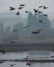 Waterfowl take flight at the Tualatin River National Wildlife Refuge