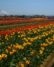 Take in the views and the blooms at the Wooden Shoe Tulip Festival.