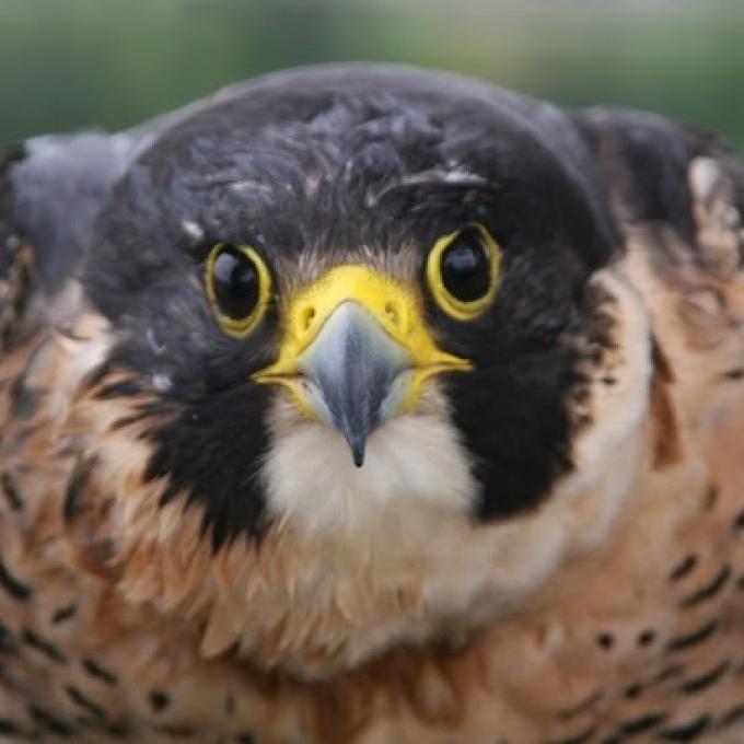 Photo of Bird Alliance of Oregon (Formerly Portland Audubon)
